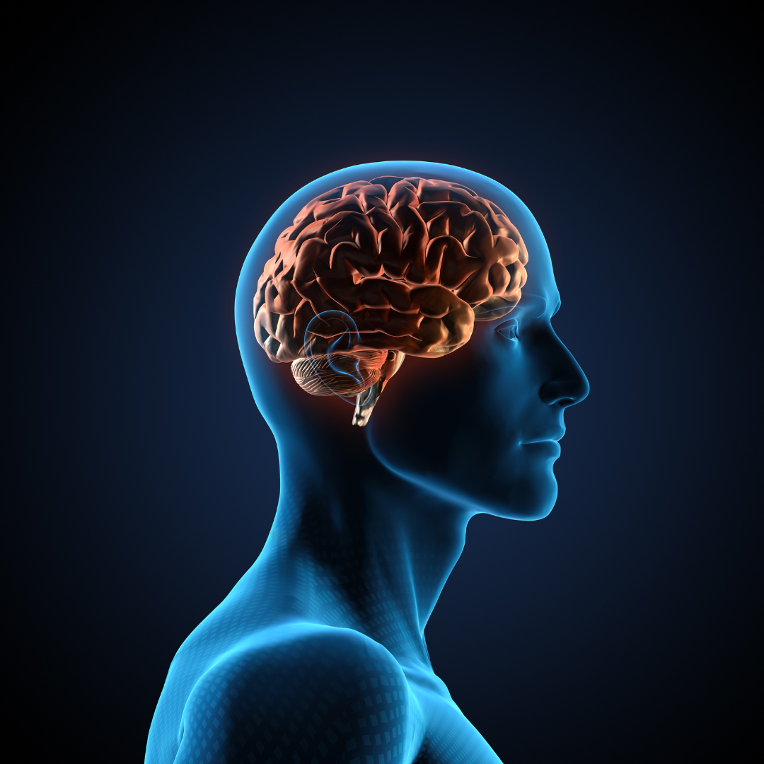 Hør en av våre terapeuter snakke om hjernerystelse på podcasten “Hjernejervene”
