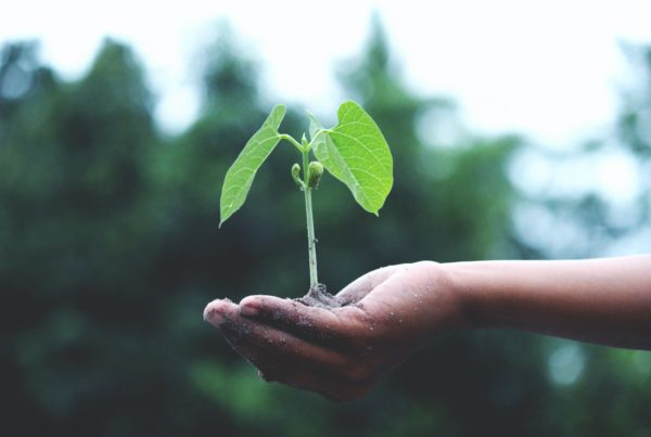plant growing illustrating plasticity